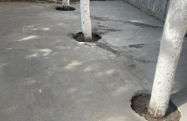 Yasamalda ağacların dibi betonlandı