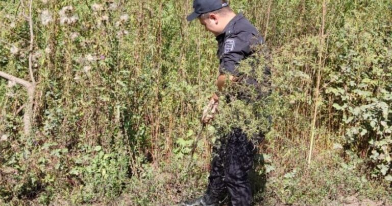 Zaqatalada 2,4 ton narkotik tərkibli bitki məhv edildi
