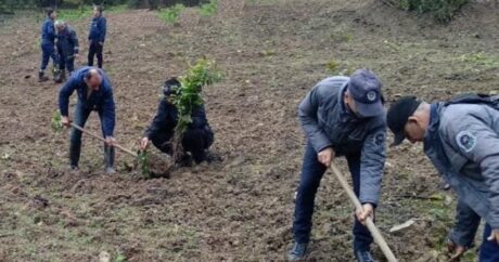 Meşə fondu torpaqlarında 400 mindən çox ağac əkildi