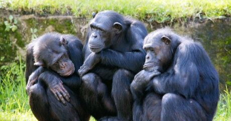 Zooparkdan qaçan şimpanzelər öldürüldü
