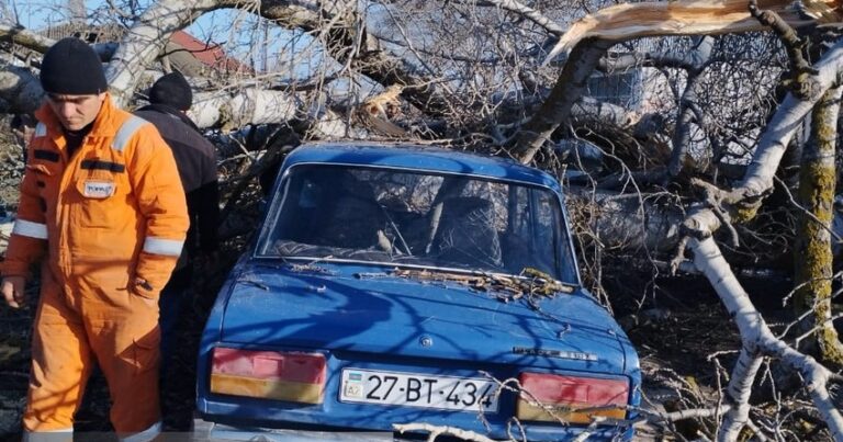 Xaçmazda ağac avtomobilin üstünə aşdı: Sürücü xəsarət aldı