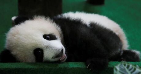 Zooparkda saxlanılan 25 yaşlı panda öldü