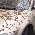 Yağış kimi göydən qurdlar “yağdı” – FOTO
