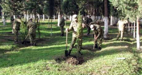 Orduda ağacəkmə aksiyaları davam etdirilir