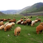 SOS: Azərbaycanda xırdabuynuzlu heyvanların sayı azaldı