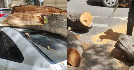 Bakıda külək nəticəsində sınan ağac avtomobilin üzərinə düşdü – VİDEO