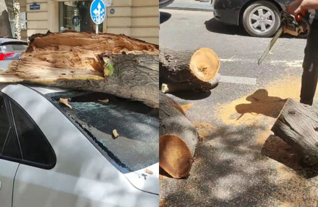 Bakıda külək nəticəsində sınan ağac avtomobilin üzərinə düşdü – VİDEO