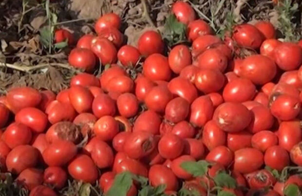 Tonlarla pomidor sahələrdə çürüyür: “Kiloqramını 10 qəpiyə satırıq, alan yoxdur” – VİDEO