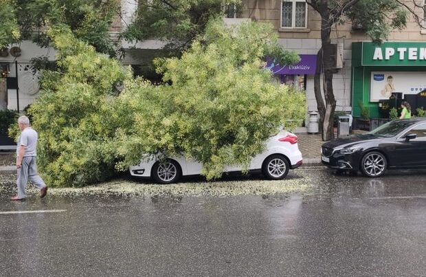 Bakıda ağac avtomobilin üzərinə aşdı – FOTO