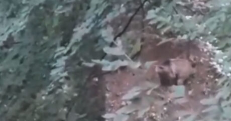 Göygöl Milli Parkında boz ayı inəyi parçaladı – VİDEO