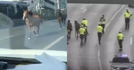 İstanbulda maraqlı mənzərə: Polislər qaçan atları qovdular – VİDEO