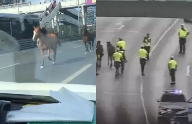 İstanbulda maraqlı mənzərə: Polislər qaçan atları qovdular – VİDEO