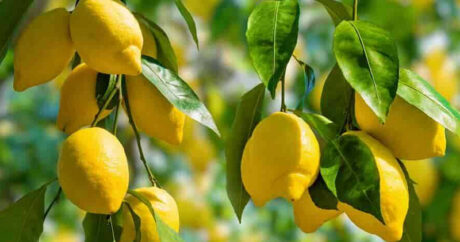 AQTA ilə “Ertagro” arasında dava: 18 ton viruslu limon əhaliyə necə satıldı?