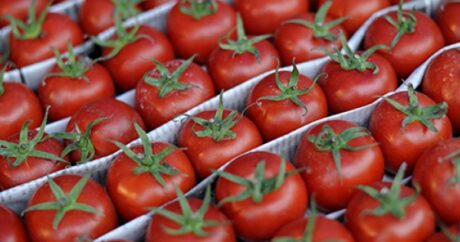 Azərbaycanın pomidor ixracından gəlirləri 7%-dən çox aşağı düşüb