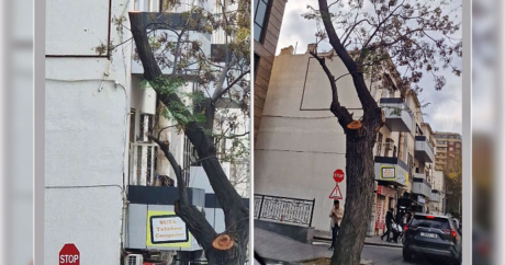 Şəhərin mərkəzində ağacı kəsib reklam lövhəsi yerləşdirirlər – İDDİA/FOTO