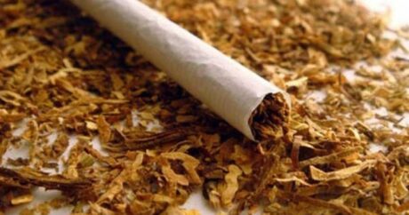 Azərbaycanda tütün istehsalı artdı