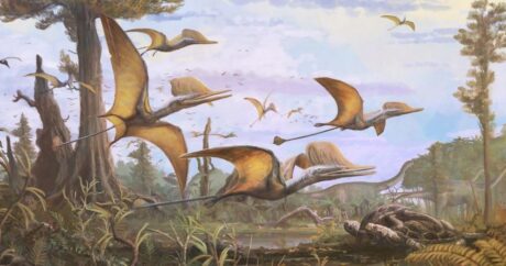 Şotlandiyada 170 milyon il əvvəl yaşamış pterozavr növü aşkar edildi