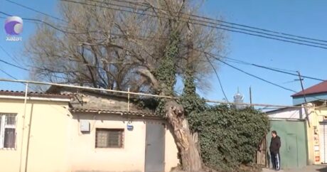 Ev sakinlərini qorxu altında saxlayan söyüd ağacı – VİDEO