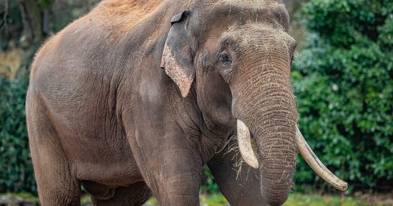 Hindistanda fil rus qadına HÜCUM ETDİ – VİDEO