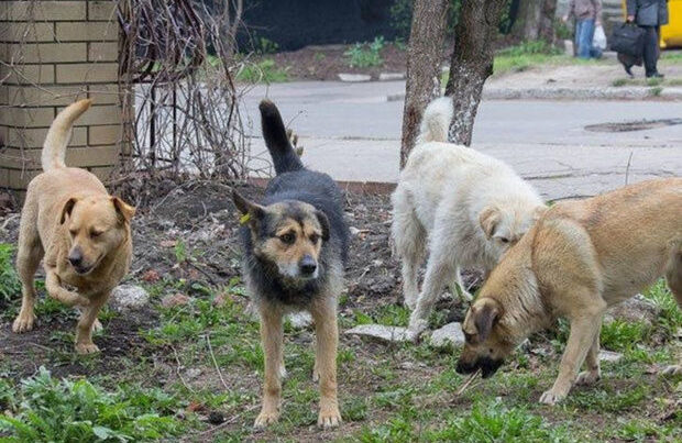 Küçə itlərindən qorunmaq, yoxsa onları qorumaq? – “Sahibsiz heyvanların insanlara hücumu…”