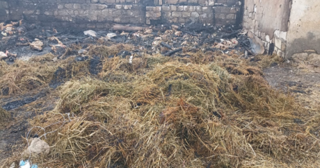 Goranboyda ferma yandırılıb, 230 baş heyvan tələf olub – FOTO