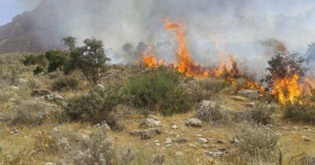 İranda qoruq ərazisinin yarısı yandı