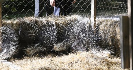 Şahdağ Milli Parkında nadir heyvanlar vəhşi təbiətə buraxıldı – FOTO