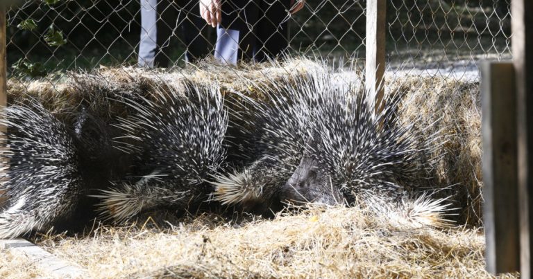 Şahdağ Milli Parkında nadir heyvanlar vəhşi təbiətə buraxıldı – FOTO