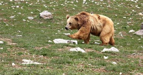 Ayı balıq ovundan qayıdan 41 yaşlı kişini parçaladı