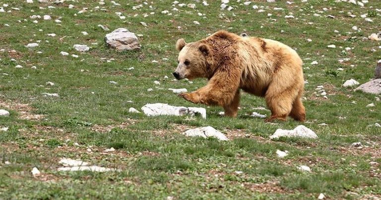 Ayı balıq ovundan qayıdan 41 yaşlı kişini parçaladı