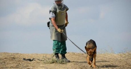 ANAMA-ya 3 yeni minaaxtaran it təqdim olundu