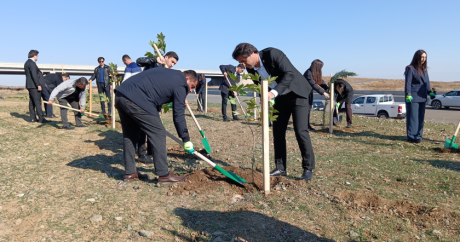 Füzulidə Zəfər bayramı ağacəkmə aksiyası ilə başlayıb – FOTO