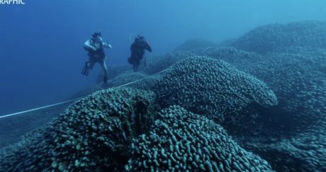 Dünyanın ən böyük mərcanı ilk dəfə COP29-da açıqlandı