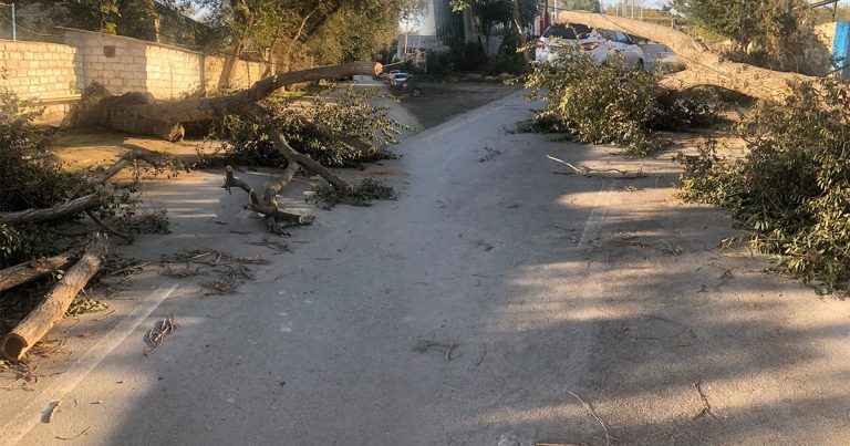 Hövsanda ağac yola aşdı, hərəkət DAYANDI – FOTO