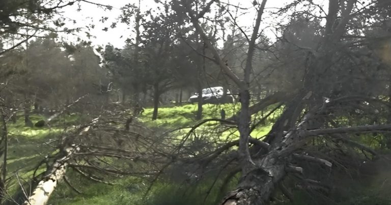 Yasamalda ağacların kəsilməsi iddiası ilə bağlı rəsmi AÇIQLAMA