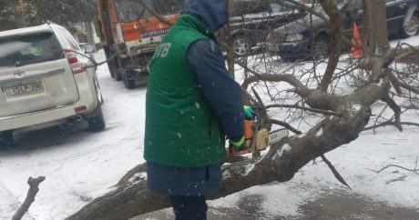 Bakıda sınan ağaclar götürüldü