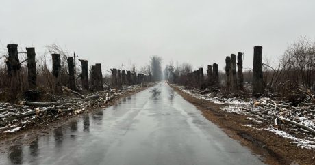 Zaqatalada qanunsuz ağac kəsmə: AAYDA-nın əməkdaşı həbs olundu